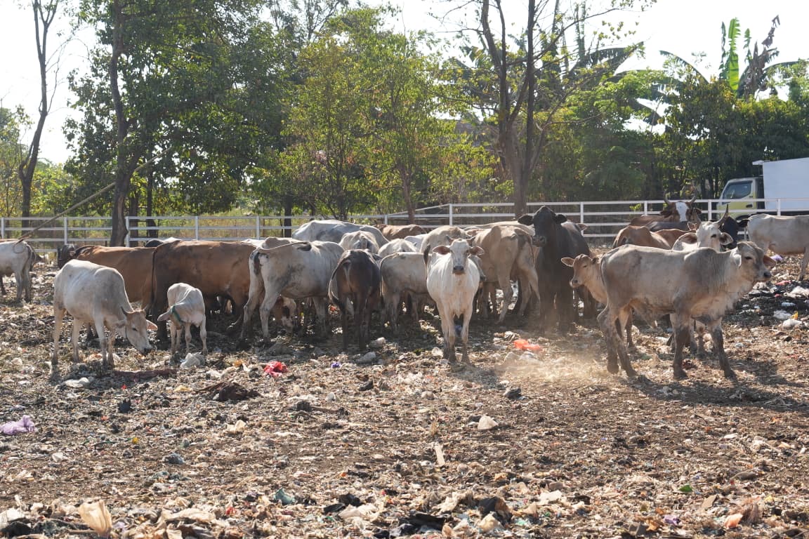 Cegah Sapi Makan Sampah Berbahaya, Pemkot Makassar Siapkan Area Penangkaran