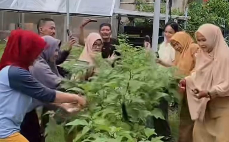 DP2 Makassar Panen Terong Bersama KWT Dewi Ruci di Melayu Wajo