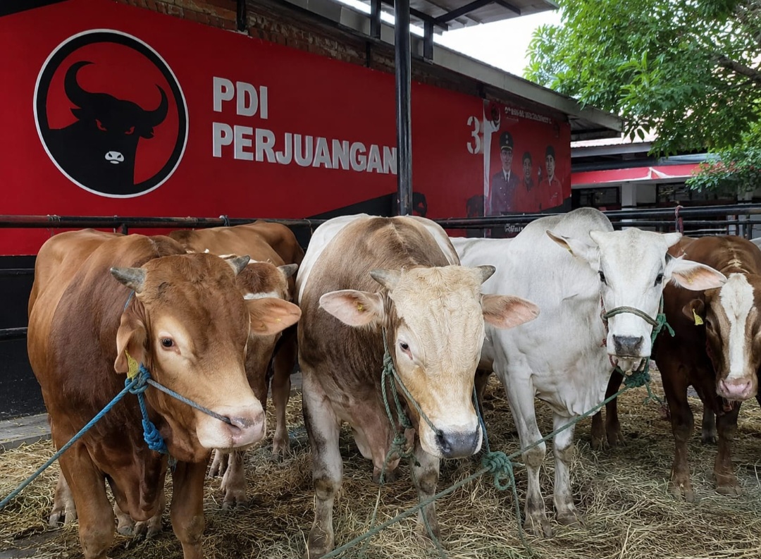 Tebar 45 Ekor Sapi Kurban, Ridwan Wittiri: Idul Adha Momentum Perkuat Solidaritas dan Kemanusiaan