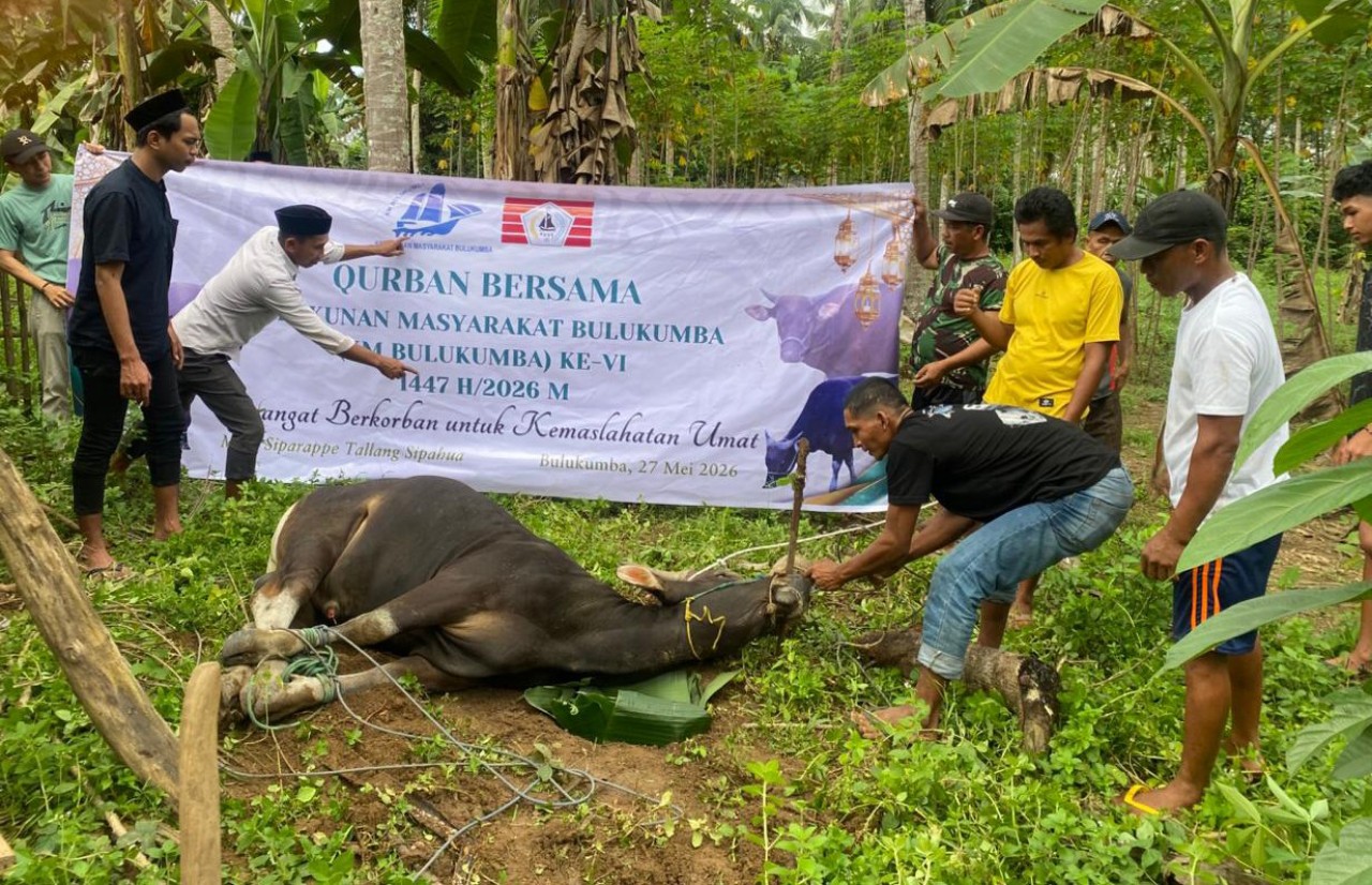 Iduladha 1447 Hijriah, KM Bulukumba Tebar 13 Sapi Kurban ke Sejumlah Desa
