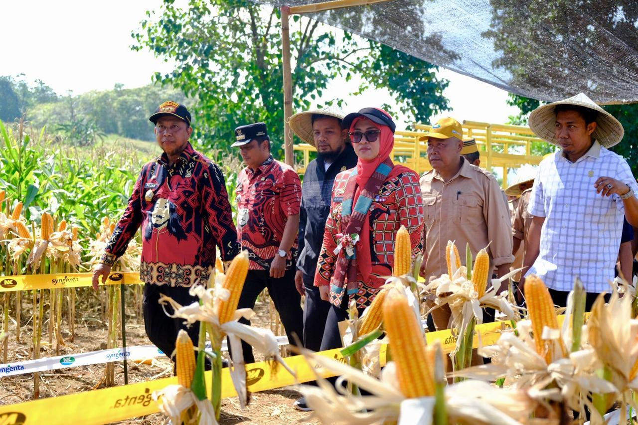Bupati Husniah Panen Raya Jagung di Samaya Romanglowe