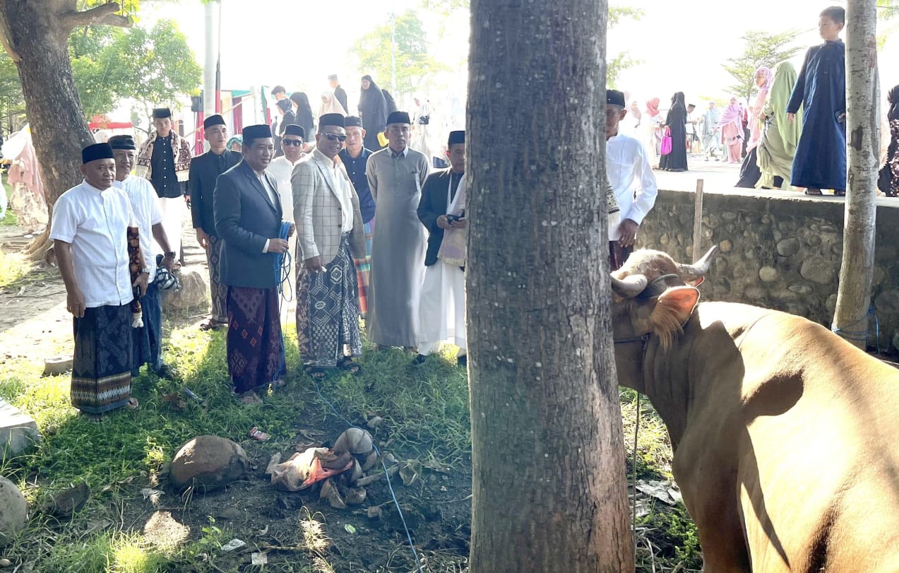 Momentum Idul Adha 1446 Hijriah, KMB Kurban 14 Ekor Sapi untuk Warga Panrita Lopi