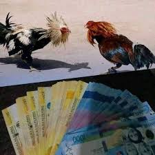 GEMAH Beberkan Dugaan Pemerasan Anggota DPRD DKI untuk Judi Sabung Ayam