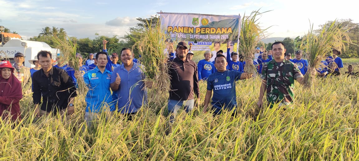 Bupati Sidrap, Dandim dan Ratusan Petani Gelar Panen Perdana