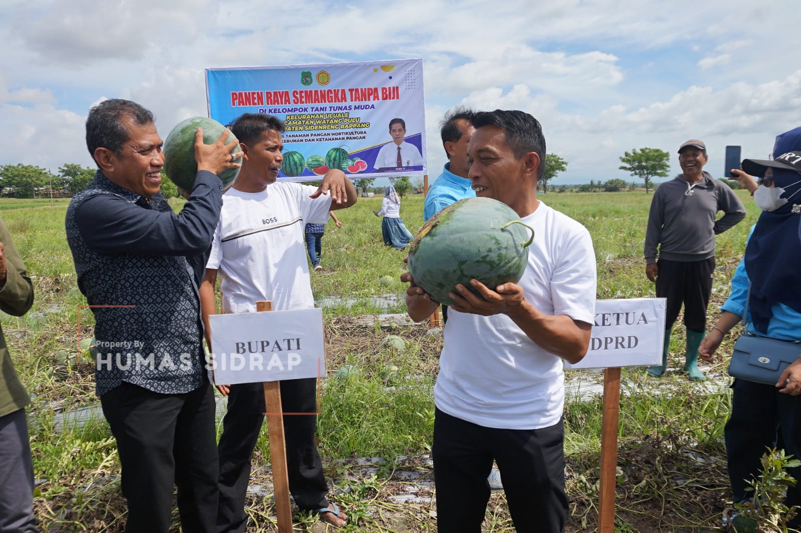 Panen Raya Semangka Tanpa Biji, Sidrap Terus Perkuat Ketahanan Pangan