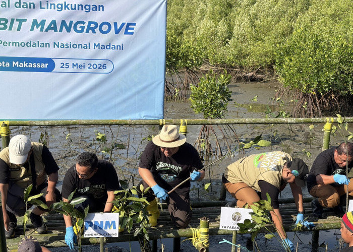 Menanam Masa Depan Pesisir: PNM, BRINS, dan Buttaporea Tanam 7.000 Mangrove di Untia Makassar