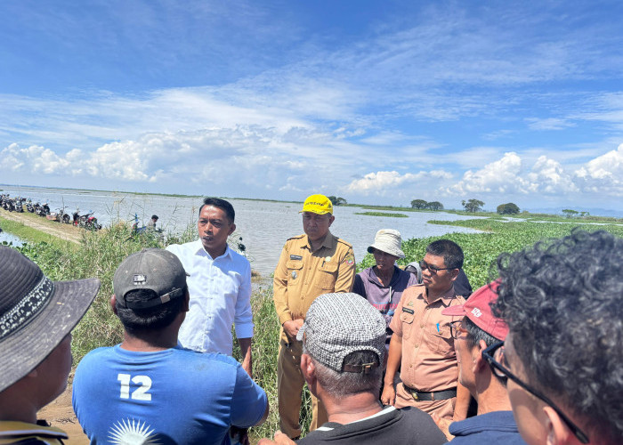 Kebanjiran Akibat Bendung Gerak, Petani Terancam Gagal Panen 1.400 Hektar di Sidrap 