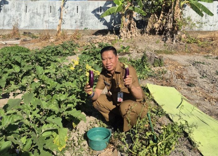 Kebun di Tengah Perkantoran, Takalar Panen Timun Suri hingga Cabai