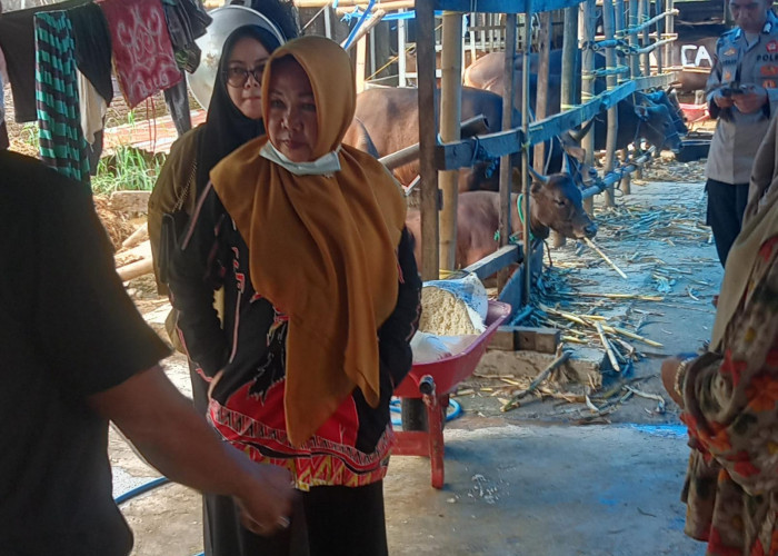 Disnakbun Gowa Pastikan RPH-Penggemukan Sapi CV Cahaya Intan Permata Langgar Perda