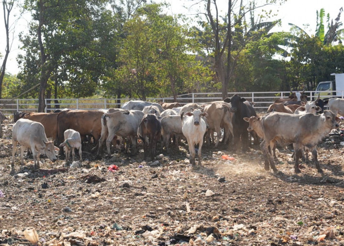 Cegah Sapi Makan Sampah Berbahaya, Pemkot Makassar Siapkan Area Penangkaran