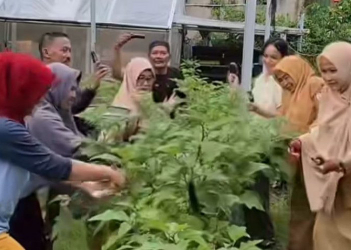 DP2 Makassar Panen Terong Bersama KWT Dewi Ruci di Melayu Wajo