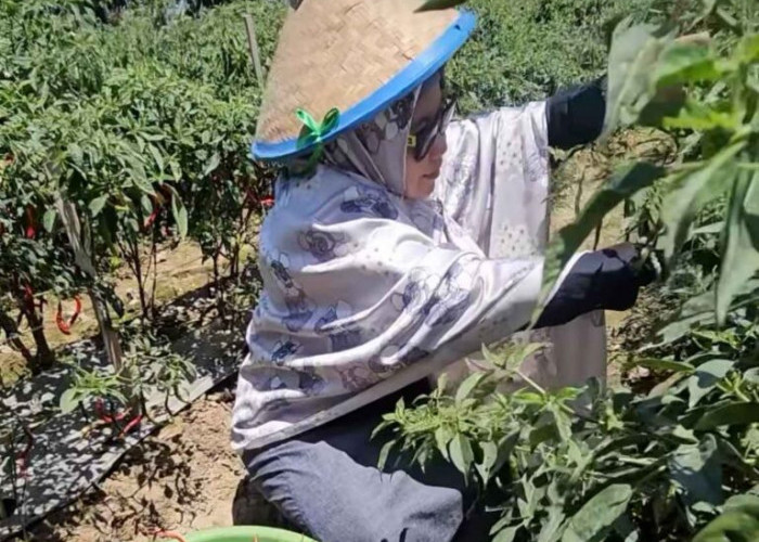 Dinas Perikanan dan Pertanian Makassar Dorong Produktivitas Pertanian Lokal