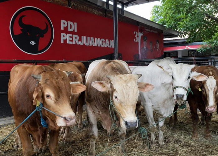 Tebar 45 Ekor Sapi Kurban, Ridwan Wittiri: Idul Adha Momentum Perkuat Solidaritas dan Kemanusiaan