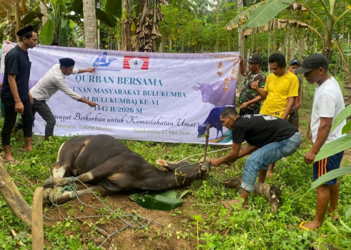 Iduladha 1447 Hijriah, KM Bulukumba Tebar 13 Sapi Kurban ke Sejumlah Desa