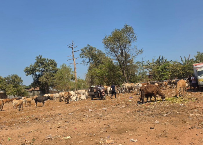 Terus Benahi TPA Tamangapa, Pemkot Siapkan Ranch Sapi dan Sampah Organik Jadi Pakan