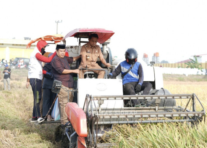 Panen Raya Salobukkang Hasilkan Ribuan Ton Gabah, Bupati Sidrap Optimis Sektor Pertanian