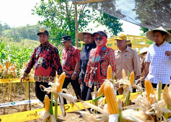 Bupati Husniah Panen Raya Jagung di Samaya Romanglowe
