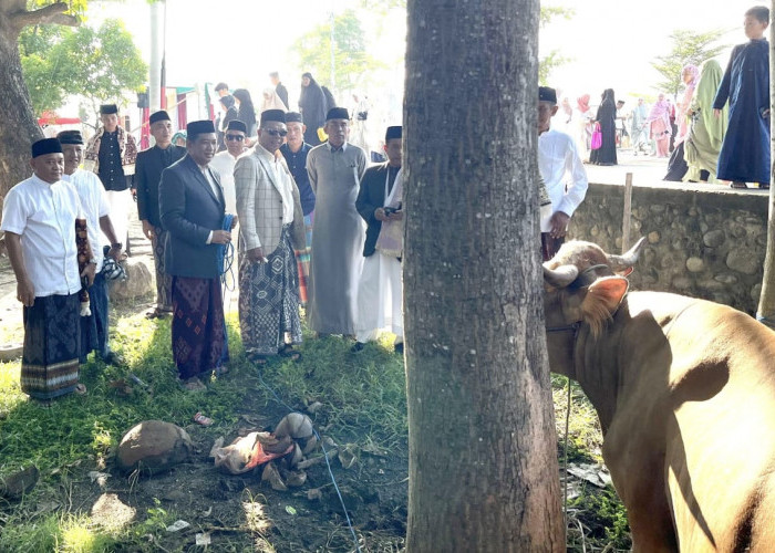 Momentum Idul Adha 1446 Hijriah, KMB Kurban 14 Ekor Sapi untuk Warga Panrita Lopi