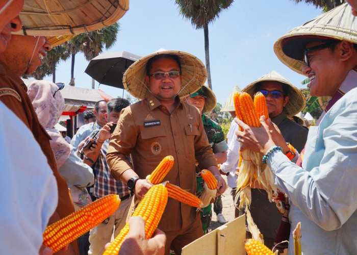 Dorong Peningkatan Produksi Jagung, Wabup DM Andalkan NK Sumo