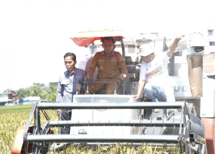 Bupati Syaharuddin Alrif Pimpin Panen Raya di Lautan Benteng, Pendapatan Petani Sidrap Terus Meningkat