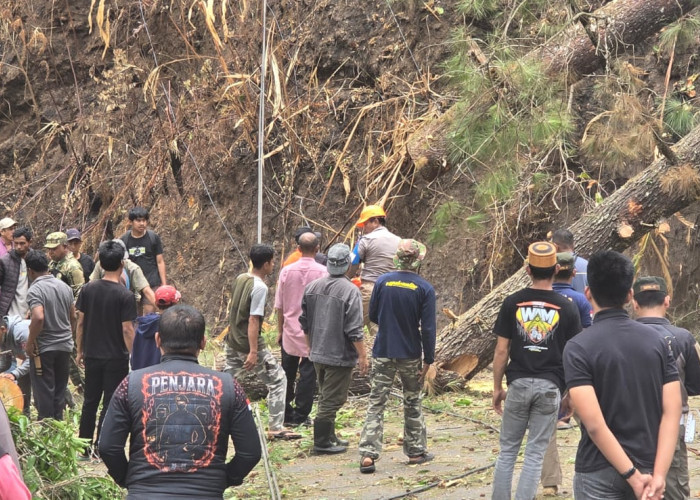 Pohon Tumbang Sempat Lumpuhkan Poros Malino-Sinjai