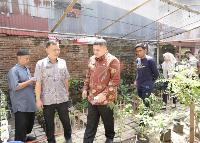 Urban Farming Di Kecamatan Wajo, Pemanfaatan Lahan Sempit Hasilkan Pangan Berkelanjutan