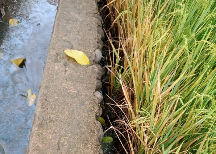 Tak Miliki IPAL, Limbah Dapur MBG di Takalar Diduga Cemari Sawah, Padi Petani Layu dan Mati