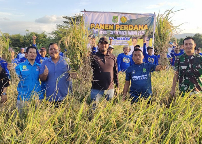 Bupati Sidrap, Dandim dan Ratusan Petani Gelar Panen Perdana