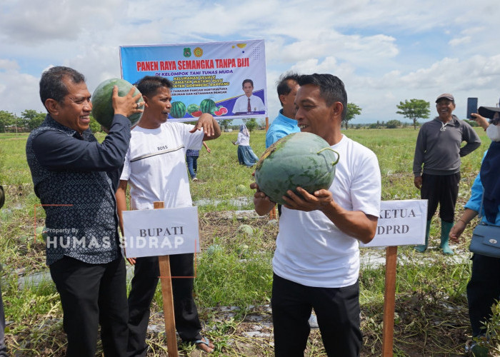 Panen Raya Semangka Tanpa Biji, Sidrap Terus Perkuat Ketahanan Pangan