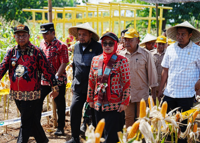 Bupati Husniah Panen Raya Jagung di Samaya Romanglowe