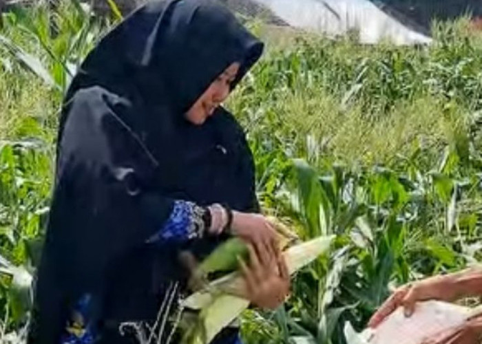 DP2 Kota Makassar Dorong Pengembangan Varietas Unggul