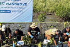 Menanam Masa Depan Pesisir: PNM, BRINS, dan Buttaporea Tanam 7.000 Mangrove di Untia Makassar