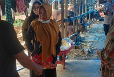 Disnakbun Gowa Pastikan RPH-Penggemukan Sapi CV Cahaya Intan Permata Langgar Perda