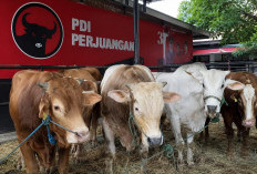 Tebar 45 Ekor Sapi Kurban, Ridwan Wittiri: Idul Adha Momentum Perkuat Solidaritas dan Kemanusiaan