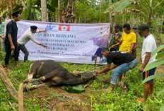 Iduladha 1447 Hijriah, KM Bulukumba Tebar 13 Sapi Kurban ke Sejumlah Desa