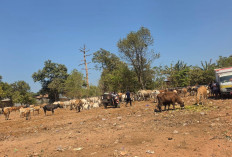 Terus Benahi TPA Tamangapa, Pemkot Siapkan Ranch Sapi dan Sampah Organik Jadi Pakan