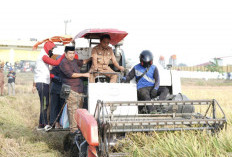 Panen Raya Salobukkang Hasilkan Ribuan Ton Gabah, Bupati Sidrap Optimis Sektor Pertanian