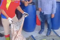 Limbah Ikan Paotere dan Peluang Membangun Ekonomi Sirkular