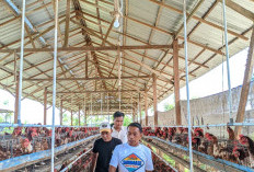 Bupati Sidrap Dorong Petani dan Peternak Transaksi Digital Pakai QRIS