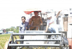 Bupati Syaharuddin Alrif Pimpin Panen Raya di Lautan Benteng, Pendapatan Petani Sidrap Terus Meningkat