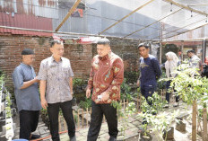 Urban Farming Di Kecamatan Wajo, Pemanfaatan Lahan Sempit Hasilkan Pangan Berkelanjutan