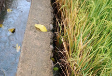 Tak Miliki IPAL, Limbah Dapur MBG di Takalar Diduga Cemari Sawah, Padi Petani Layu dan Mati