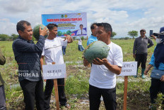 Panen Raya Semangka Tanpa Biji, Sidrap Terus Perkuat Ketahanan Pangan