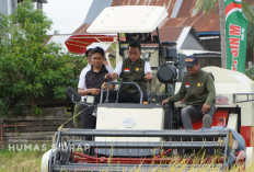Lancirang Panen IP300, Mantapkan Peran Sidrap Penyangga Pangan Nasional