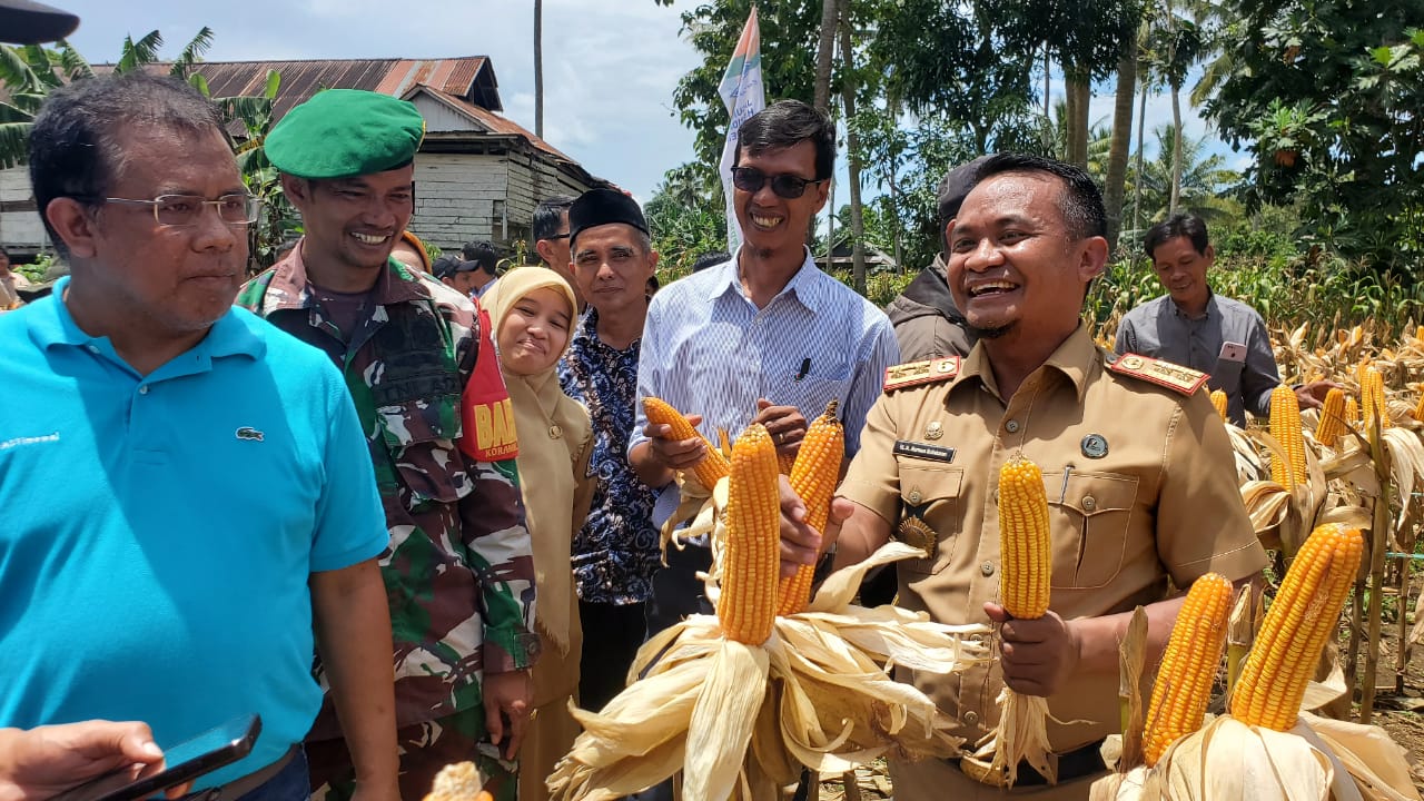 Hasil Ubinan Meningkat Pesat, Petani Bone Berhasil  Panen 16,8 Ton per Ha.