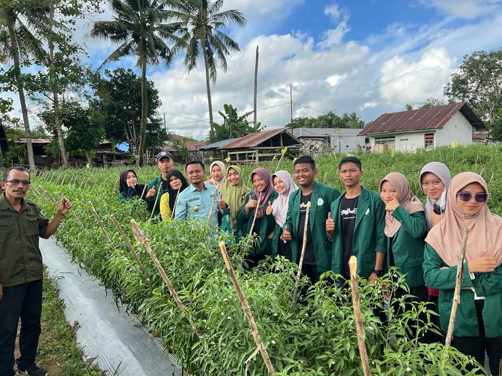 Andi Asman Merasa Puas dan  Ikut Langsung Panen Hasil Budidaya Kampung Holtikultura