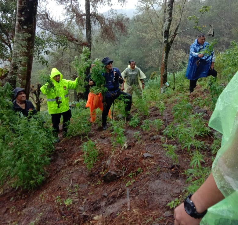 Ladang Ganja Hebohkan Warga Bontocani Bone, Pemiliknya Ditengarai Orang Kolaka