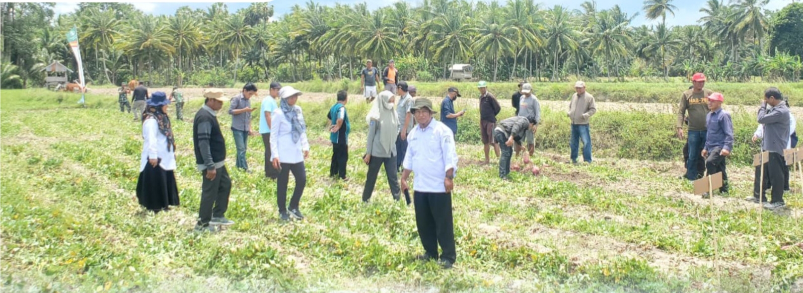 Petani  Waji  panen perdana ubi jalar