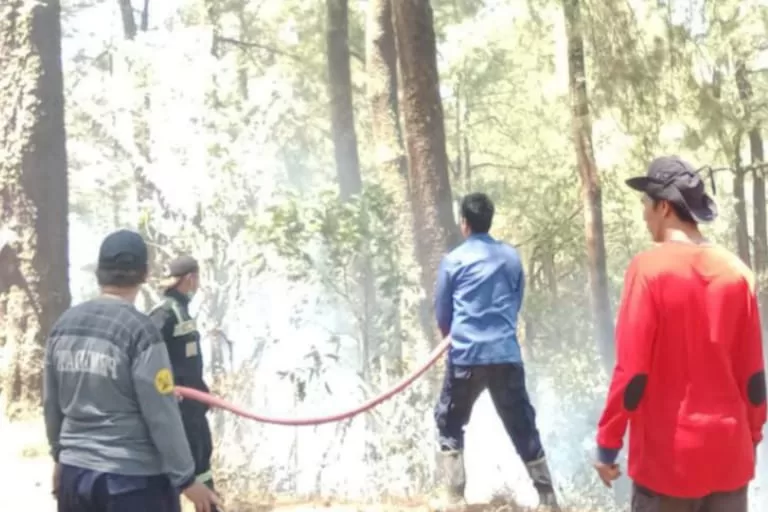 Pemkab Gowa Gerak Cepat, Lakukan Pemadaman Kebakaran Hutan di Malino