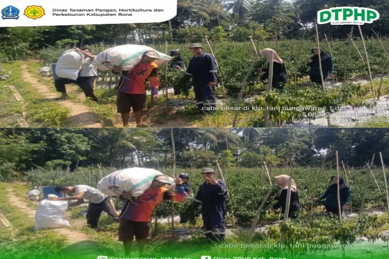 Kadis Asman Sulaeman Akan Support Hasil Panen Cabe Besar, Bisa Jadi  Saus Kemasan